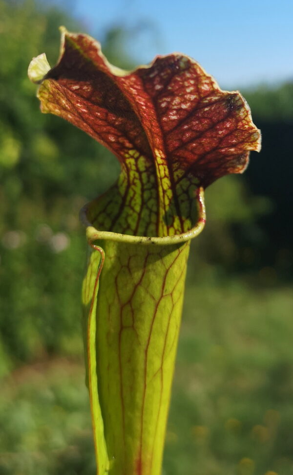 il s'agit d'une plante carnivore verte et rouge. C'est un hybride d'alata.