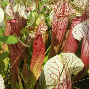 Il s'agit d'une plante carnivore de type Sarracenia ‘Eva’ (S.X80, Plantes-Insolites). Elle possède des pièges blancs et roses.