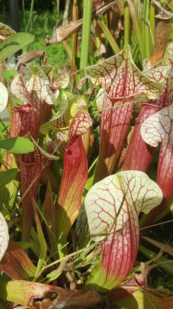 Il s'agit d'une plante carnivore de type Sarracenia ‘Eva’ (S.X80, Plantes-Insolites). Elle possède des pièges blancs et roses.