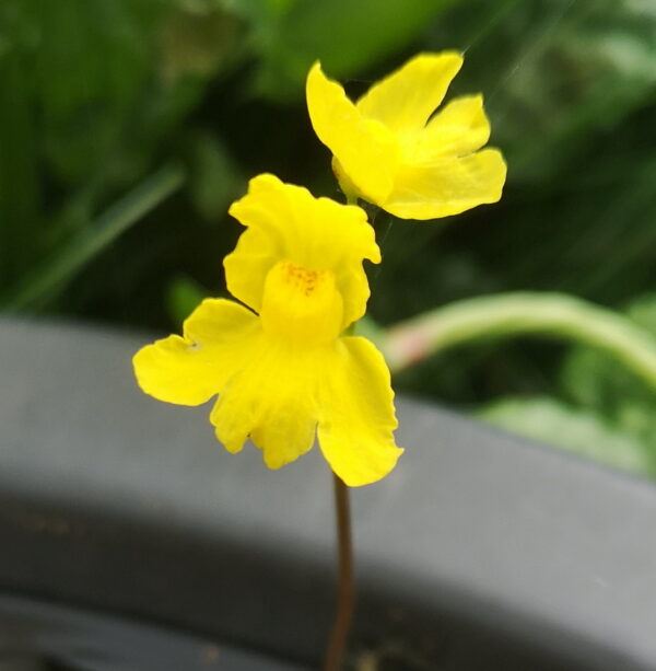 Il s'agit d'une plante carnivore de utriculaire aquatique inflata. Il fait une fleur jaune.