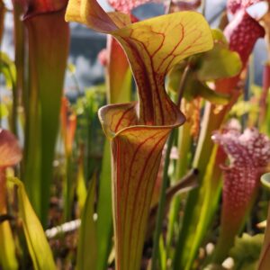 Il s'agit d'une plante carnivore de type S.FA08 flava var. atropurpurea -- Introgression evident in flower with blush orange petals, Phil Sheridan (F152, MK). C'est une plante carnivore dont le piège est sombre.