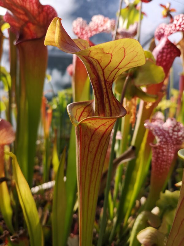 Il s'agit d'une plante carnivore de type S.FA08 flava var. atropurpurea -- Introgression evident in flower with blush orange petals, Phil Sheridan (F152, MK). C'est une plante carnivore dont le piège est sombre.