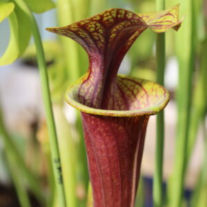 Il s'agit d'une plante carnivore de type sarracenia flava var. ornata -- Heavy veined, red lid. Plant turns all red later in season. C'est une plante avec un tube sombre, l'intérieur et le chapeau sont vert.