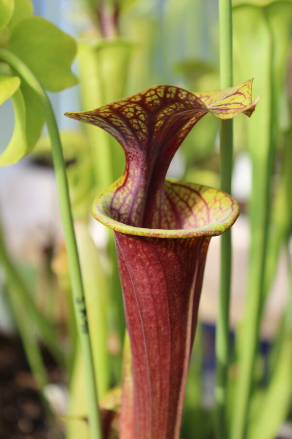 Il s'agit d'une plante carnivore de type sarracenia flava var. ornata -- Heavy veined, red lid. Plant turns all red later in season. C'est une plante avec un tube sombre, l'intérieur et le chapeau sont vert.