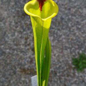 Il s'agit d'une plante carnivore de type S.FR13 flava var. rugelii -- Milton, FL. Plant from Stewart McPherson. (F254,MK), c'est une plante verte avec une tache rouge