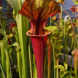 Il s'agit d'une plante carnivore de type S.FRB25 flava var. rubricorpora -- Apalachicola National Forest, FL. WS,(MS) (F102, MK). C'est une plante à tube qui possède des pièges rouges.