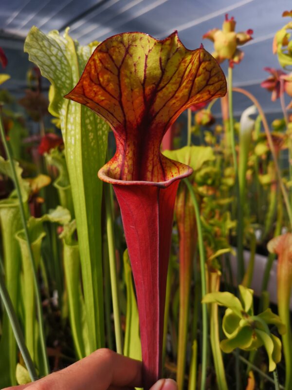 Il s'agit d'une plante carnivore de type S.FRB25 flava var. rubricorpora -- Apalachicola National Forest, FL. WS,(MS) (F102, MK). C'est une plante à tube qui possède des pièges rouges.