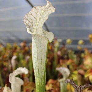 Il s'agit d'une plante carnivore de type S.L04 leucophylla -- var. alba. (SL09,MK) (SL12,C.AZAIS). C'est une plante à tubes de couleur blancs.