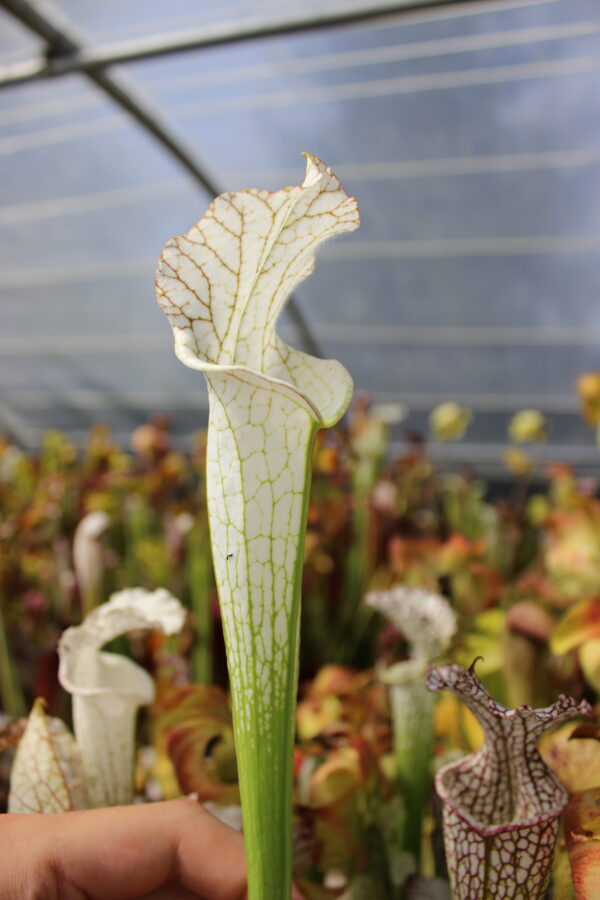 Il s'agit d'une plante carnivore de type S.L04 leucophylla -- var. alba. (SL09,MK) (SL12,C.AZAIS). C'est une plante à tubes de couleur blancs.