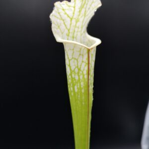 Il s'agit d'une plante carnivore de type S.L48-leucophylla-´alba-clone-1-C.-Klein´. C'est une plante avec des tubes qui sont de couleur blanc et vert.