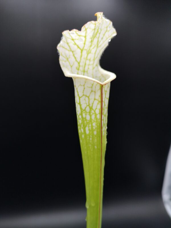 Il s'agit d'une plante carnivore de type S.L48-leucophylla-´alba-clone-1-C.-Klein´. C'est une plante avec des tubes qui sont de couleur blanc et vert.