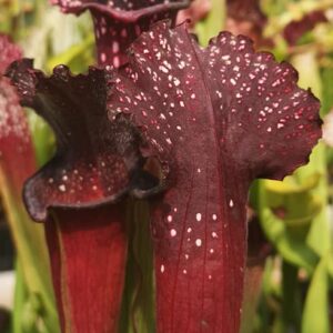 Il s'agit d'une plante carnivore de type S.X105. Les pièges en forme de tube sont rouges avec des points blancs.