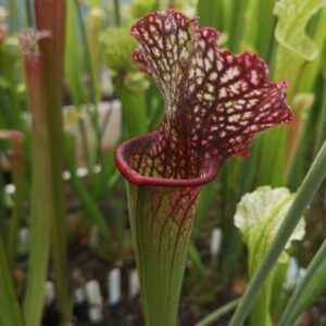 Il s'agit d'une plante carnivore de type S.X109 'Přemysl Otakar I'. C'est une plante carnivore à tube de couleur blanc et rouge.