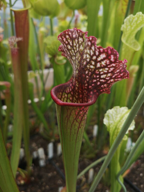 Il s'agit d'une plante carnivore de type S.X109 'Přemysl Otakar I'. C'est une plante carnivore à tube de couleur blanc et rouge.