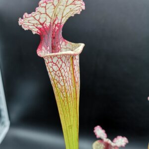 Il s'agit d'une plante carnivore de type S.X341 Leah Wilkerson x Leucophylla (SA96 Olivier BRES) Jerry Addington 2014 Seed. C'est une plante avec les tubes blancs et qui possèdent une tâche rouge.