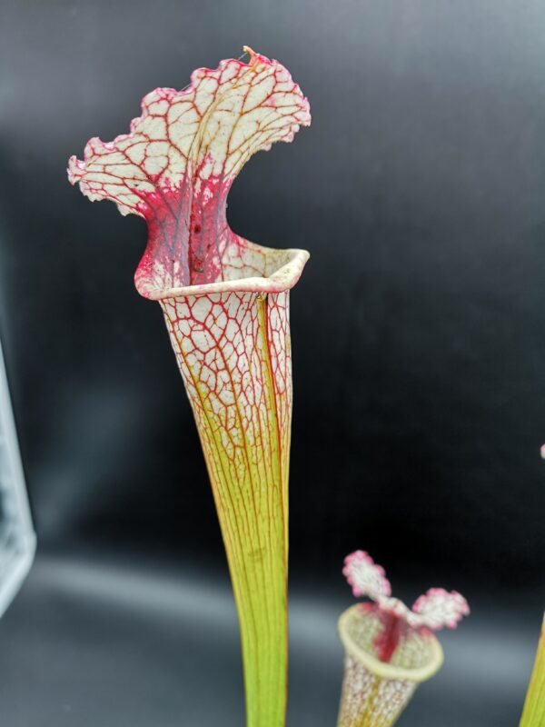 Il s'agit d'une plante carnivore de type S.X341 Leah Wilkerson x Leucophylla (SA96 Olivier BRES) Jerry Addington 2014 Seed. C'est une plante avec les tubes blancs et qui possèdent une tâche rouge.