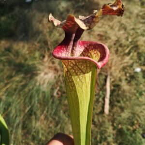 Il s'agit d'une plante carnivore de type S.X74 x Moorei -- 'Helen Mary', (H182,MK).