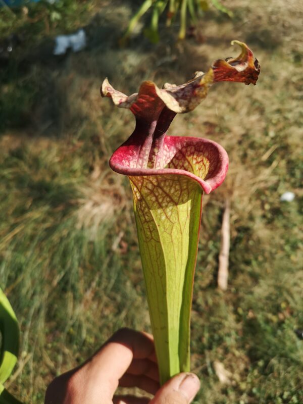 Il s'agit d'une plante carnivore de type S.X74 x Moorei -- 'Helen Mary', (H182,MK).