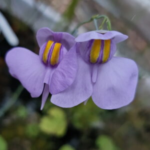 Il s'agit d'une plante carnivore de type Utriculaire reniformi Mata Atlantica. Sa fleur est violette et jaune.