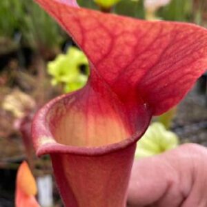 Il s'agit d'une plante carnivore de type sarracenia S.X235 'Asbo' x 'Peaches' (M3, Matt Soper)