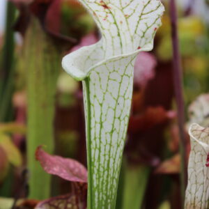 Il s''agit d'une plante carnivore de type sarracenia S.L47 leucophylla -- alba, clone 2, S. Lenssen. C'est une plante carnivore avec des pièges très blancs.