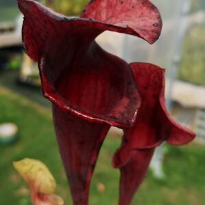 Il s'agit d'une plante carnivore de type S.X132 ' Asbo' x 'Peaches' (BXX271 Matt Soper). C'est une plante carnivore de type sarracenia assez compacte et de couleur rouge.