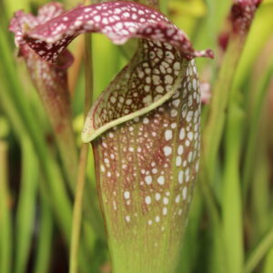 Il s'agit d'une plante carnivore de type sarracenia S.X202 'Vinaigrette'. C'est une plante carnivore avec un chapeau recourbé et une couleur bordeaux avec des tâches blanches.